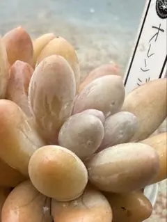 2026年最新】オレンジスノーボール 多肉の人気アイテム - メルカリ