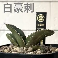 2026年最新】アガベ白豪刺の人気アイテム - メルカリ