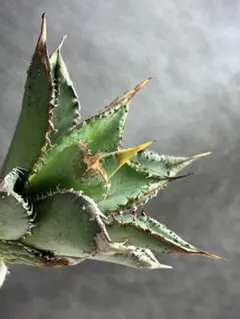 2026年最新】金蟾 アガベの人気アイテム - メルカリ