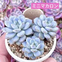 2026年最新】ミソップ苗の人気アイテム - メルカリ