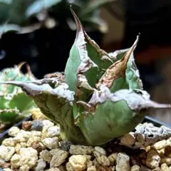 2026年最新】アガベ オアハカ 現地の人気アイテム - メルカリ