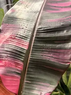 2026年最新】ムサノノの人気アイテム - メルカリ