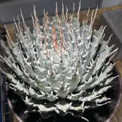 2026年最新】agaveの人気アイテム - メルカリ