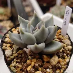 2026年最新】優木園の人気アイテム - メルカリ