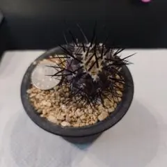 2026年最新】黒王丸 カキコの人気アイテム - メルカリ