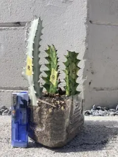 2026年最新】ホワイトゴースト 多肉植物の人気アイテム - メルカリ