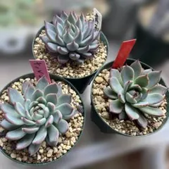 2026年最新】おらい 桜鬼の人気アイテム - メルカリ