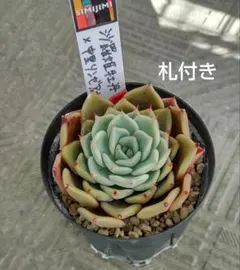 2026年最新】中里リンゼアナ 札の人気アイテム - メルカリ