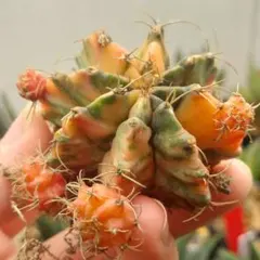 2026年最新】ギムノカリキウム 緋牡丹錦の人気アイテム - メルカリ