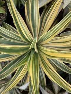 2026年最新】デスメティアーナの人気アイテム - メルカリ