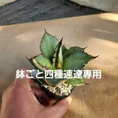 2026年最新】黒火焔の人気アイテム - メルカリ