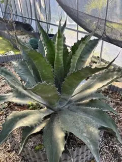 2026年最新】ローガンカルホーンの人気アイテム - メルカリ