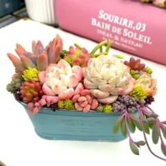 2026年最新】寄せ植え 多肉 そのまま飾れるの人気アイテム - メルカリ