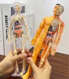 2026年最新】脊椎模型の人気アイテム - メルカリ