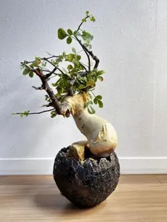 2026年最新】コミフォラ カタフ ピュアの人気アイテム - メルカリ