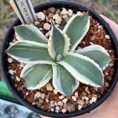 2026年最新】オリザバ アガベの人気アイテム - メルカリ