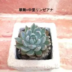 2026年最新】リンゼアナの人気アイテム - メルカリ