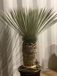 2026年最新】ユッカ マルデヌベスの人気アイテム - メルカリ