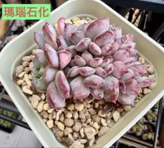 2026年最新】プレステラ 90の人気アイテム - メルカリ