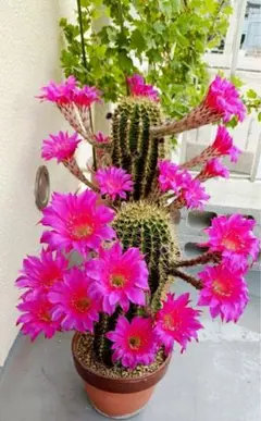 2026年最新】ピンク花サボテンの人気アイテム - メルカリ