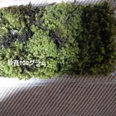 2026年最新】砂苔の人気アイテム - メルカリ