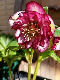 2026年最新】クリスマスローズ 野田の人気アイテム - メルカリ