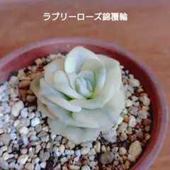 2026年最新】ラブリーローズ錦の人気アイテム - メルカリ