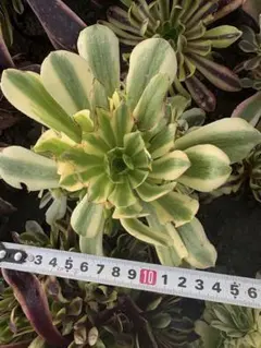 2026年最新】メデューサ錦の人気アイテム - メルカリ