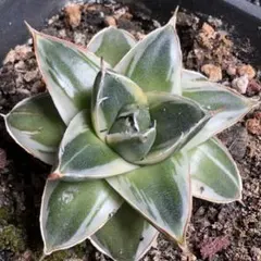 2026年最新】アガベピンキーの人気アイテム - メルカリ