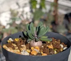 2026年最新】オトンナの人気アイテム - メルカリ