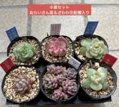 2026年最新】ラウリンゼ ざわわの人気アイテム - メルカリ