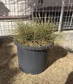 2026年最新】ユッカ リネアリフォリアの人気アイテム - メルカリ