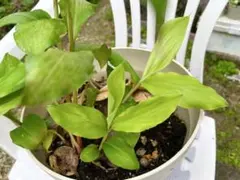 2026年最新】ガランガル 苗の人気アイテム - メルカリ