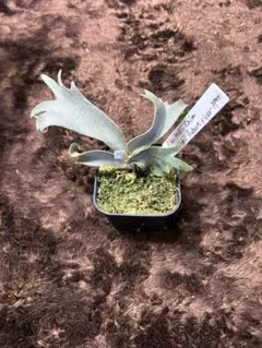 2026年最新】veitchii 胞子培養の人気アイテム - メルカリ