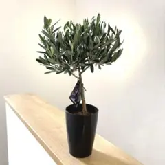 2026年最新】シプレッシーノ オリーブの人気アイテム - メルカリ