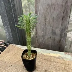 2026年最新】安曇野鉄甲の人気アイテム - メルカリ