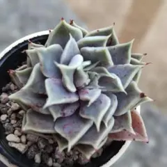 2026年最新】ミソップ苗の人気アイテム - メルカリ