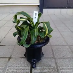 2026年最新】万年青 獅子の人気アイテム - メルカリ