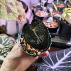 2026年最新】アロカシアバルーンハートの人気アイテム - メルカリ