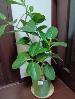 2026年最新】フィカス・ ベンガレンシスの人気アイテム - メルカリ