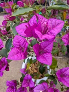 2026年最新】ブーゲンビリア 苗の人気アイテム - メルカリ