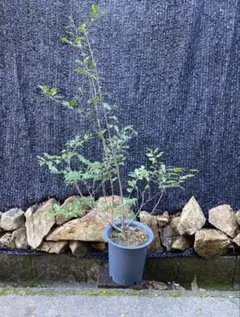 2026年最新】山採り ソヨゴの人気アイテム - メルカリ