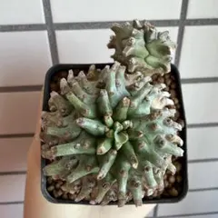 2026年最新】オベサ 鉄甲の人気アイテム - メルカリ