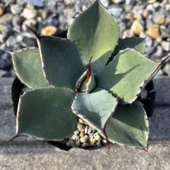 2026年最新】パリー トランカータ アガベの人気アイテム - メルカリ