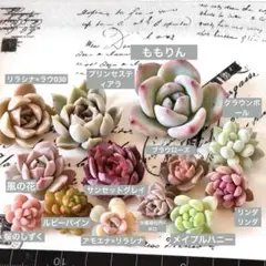 2026年最新】プリンセスティアラ多肉の人気アイテム - メルカリ