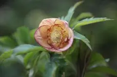 2026年最新】蜃気楼 クリスマスローズの人気アイテム - メルカリ