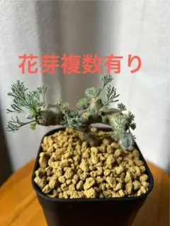 2026年最新】サルコカウロン ムルチフィズムの人気アイテム - メルカリ