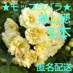 2026年最新】バラ挿し穂の人気アイテム - メルカリ