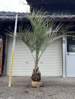 2026年最新】ココスヤシ シルバーリーフの人気アイテム - メルカリ