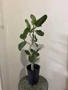 2026年最新】ベンガレンシスの人気アイテム - メルカリ